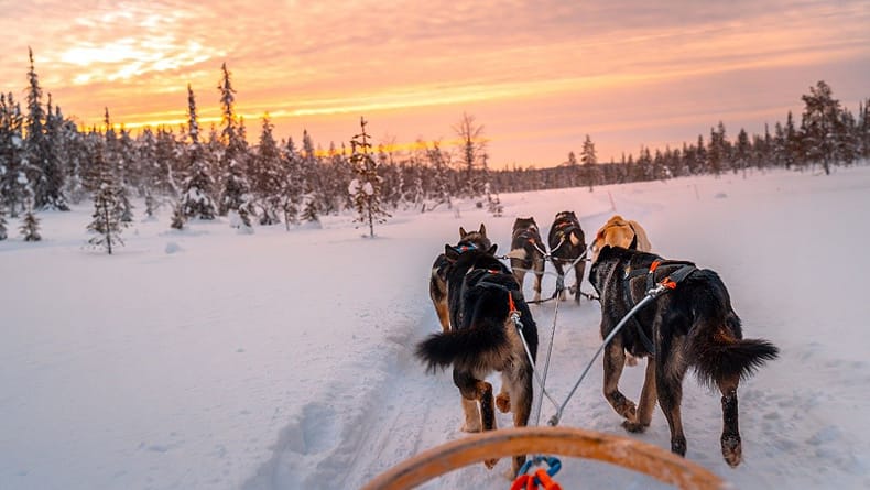 Ervaar de echte winter in Lapland tijdens een huskytocht. © Nordic
